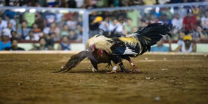 As rinha de galos SupaBet são muito bem avaliadas pelos jogadores